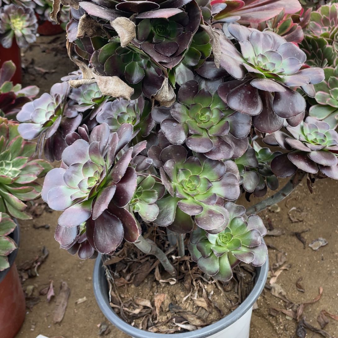 359黑豆多肉法师断枝不包