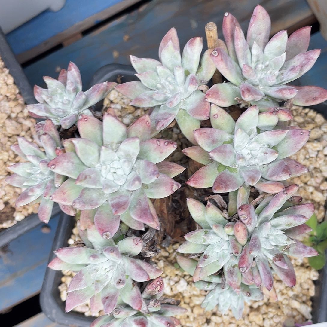 白姆老桩多头6944