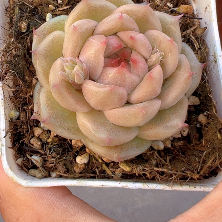 青翠珍妮【两单包邮】一物一拍