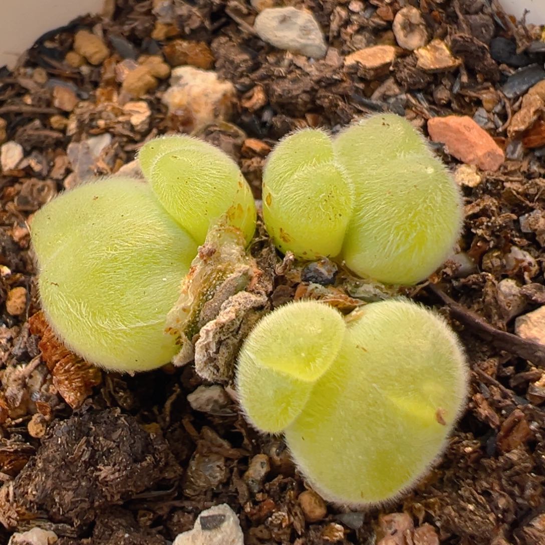 40多肉植物百科毛翠滴