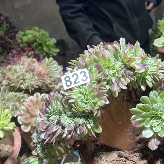 燕****多肉植物一个海王823