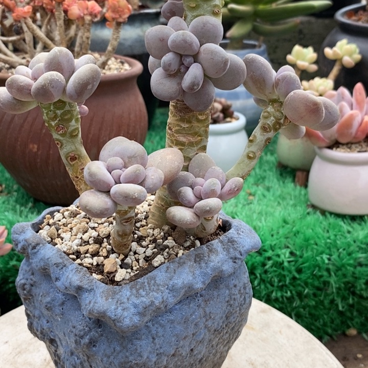 月美人整无砍多肉整无砍