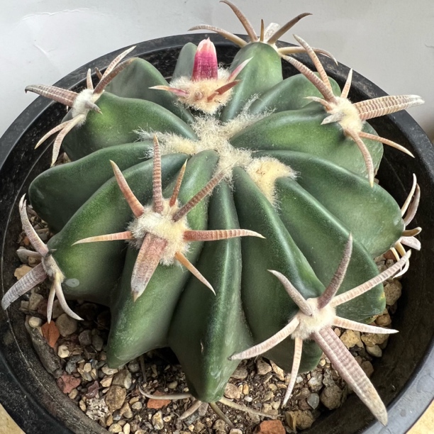 武藏王凌波自根仙人球多肉植物防辐射适合阳台桌面盆栽
