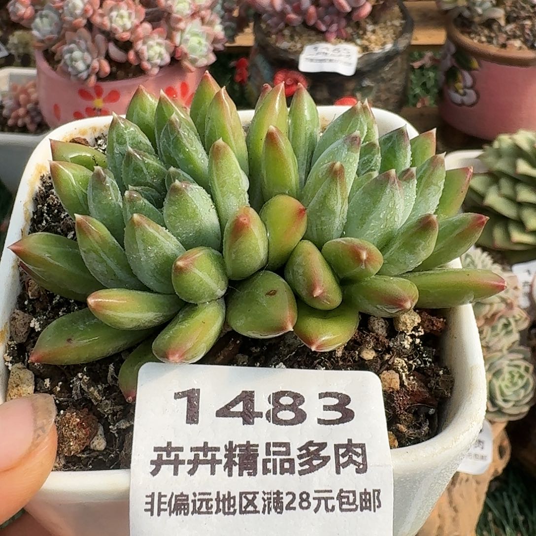 1483一物一拍（满28包邮）