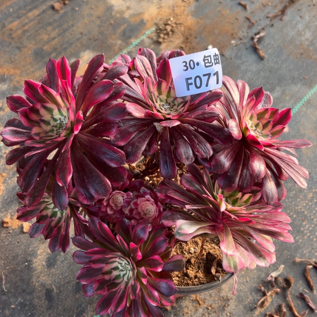 071 多肉法师红铜白