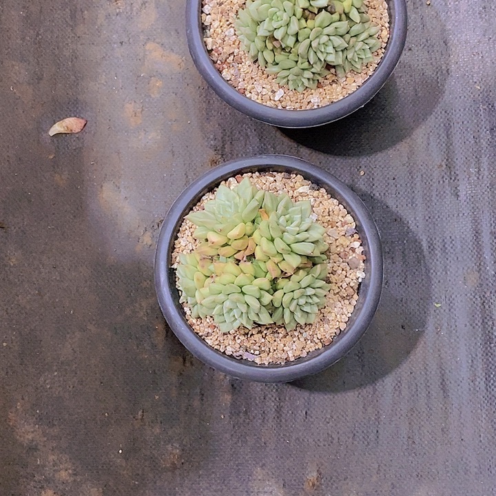 李***4象牙多肉植物老桩