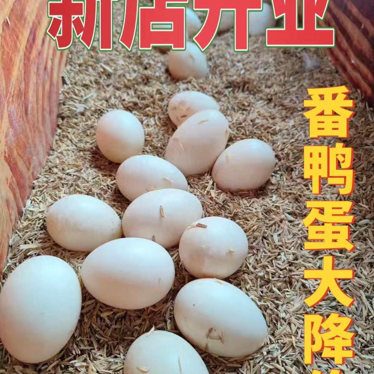 正宗新鲜大番鸭蛋农家散养鸳鸯蛋旱鸭蛋顺丰包邮