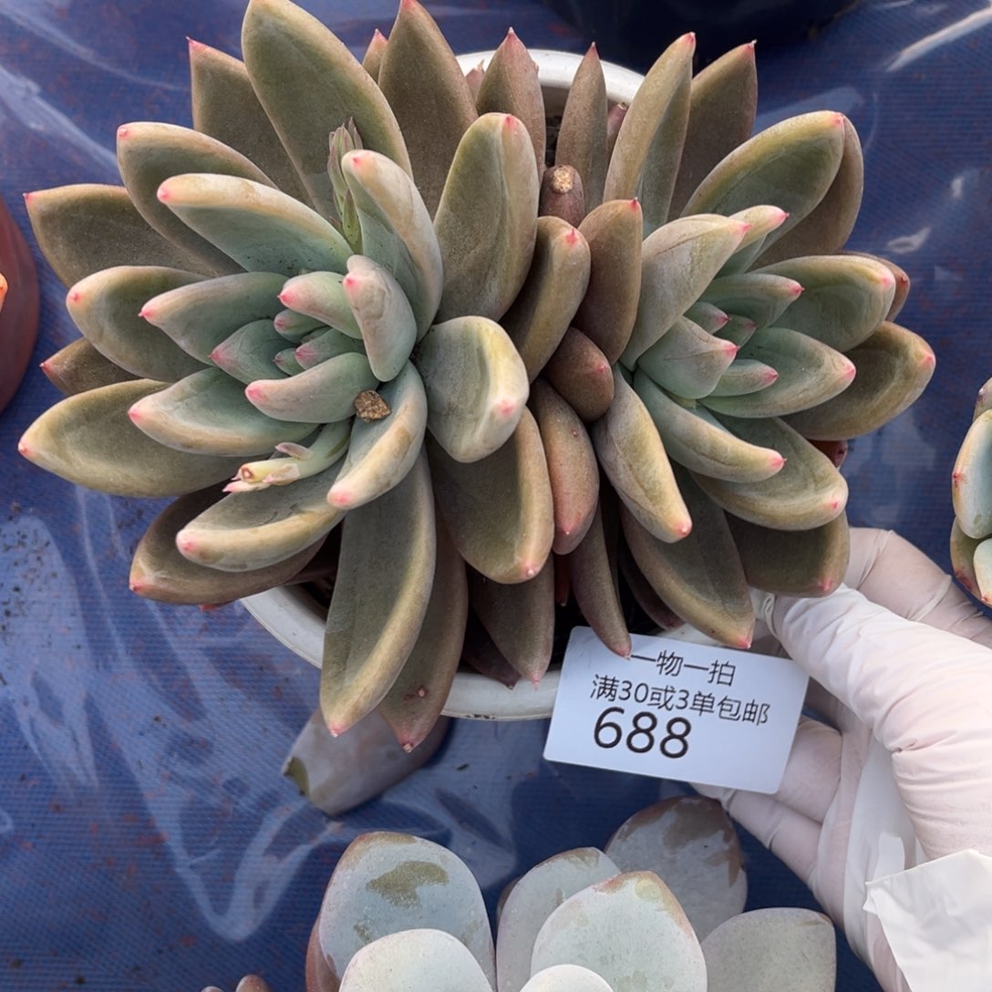 688圣徒多肉植物……