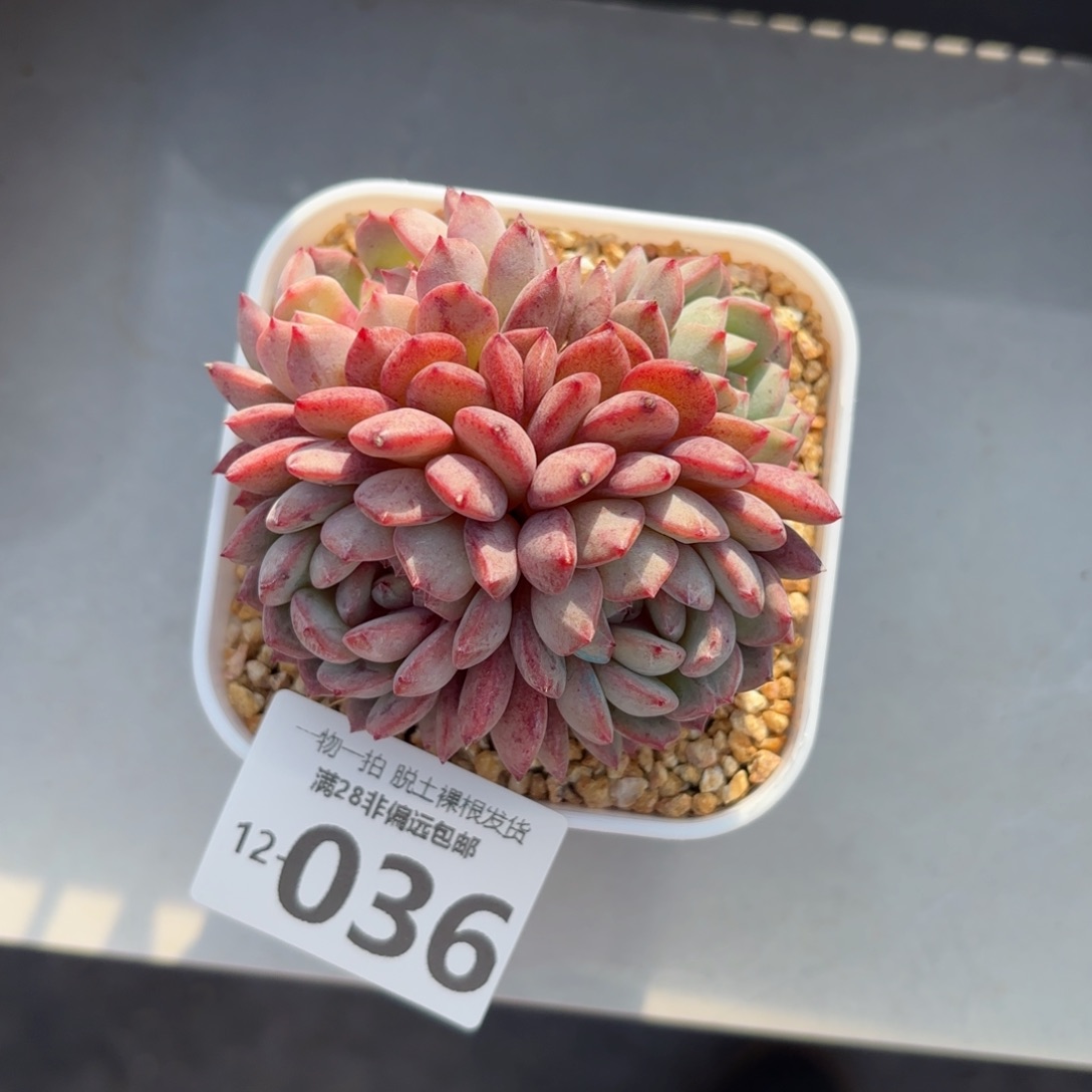 鲁冰花老桩多肉多肉