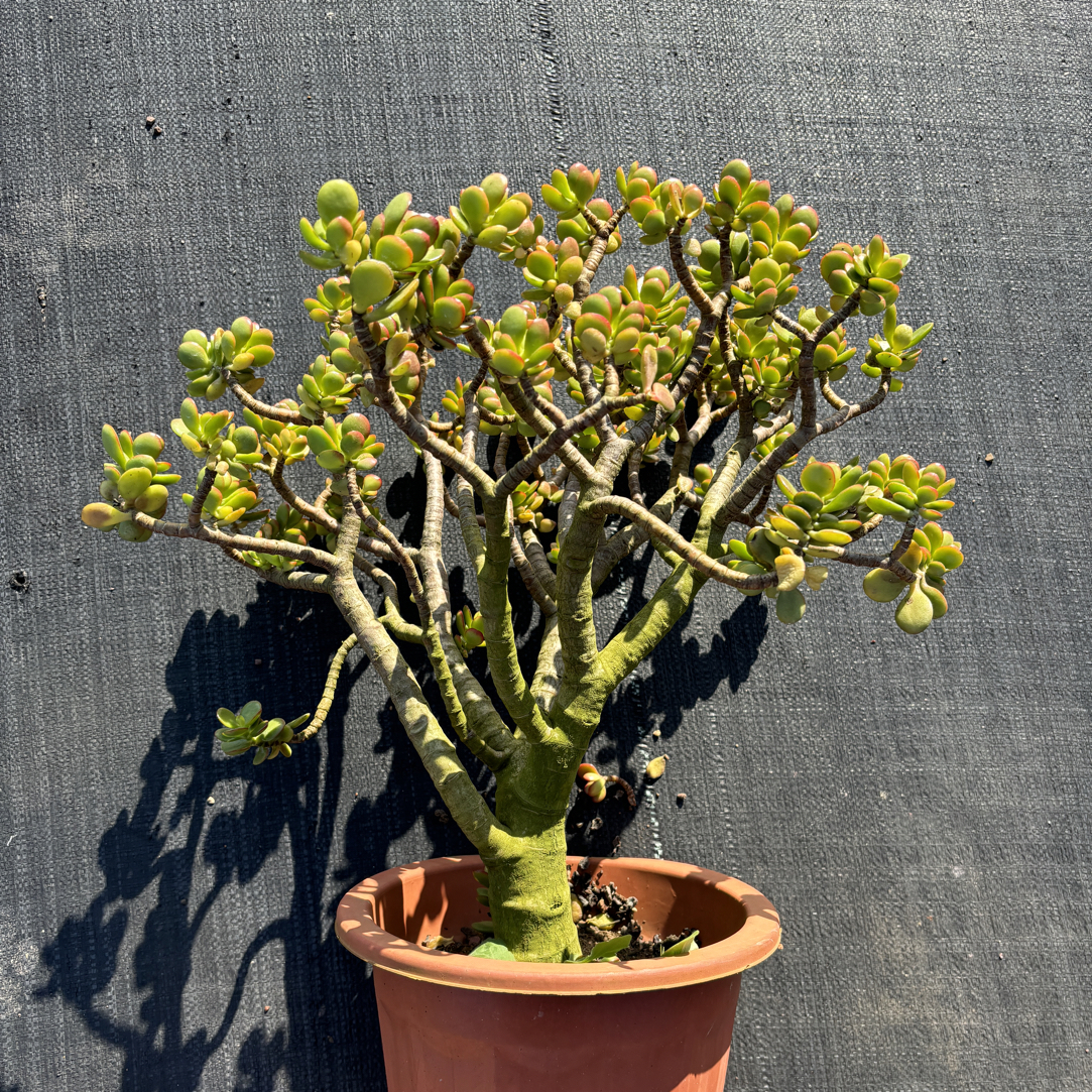 五年以上精品老桩姬红花月玉树多肉植物阳台好养盆栽露养绿植花卉