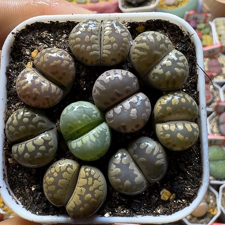 生石花1111121。   359