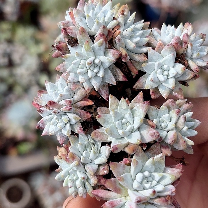 仙女杯多肉植物提取