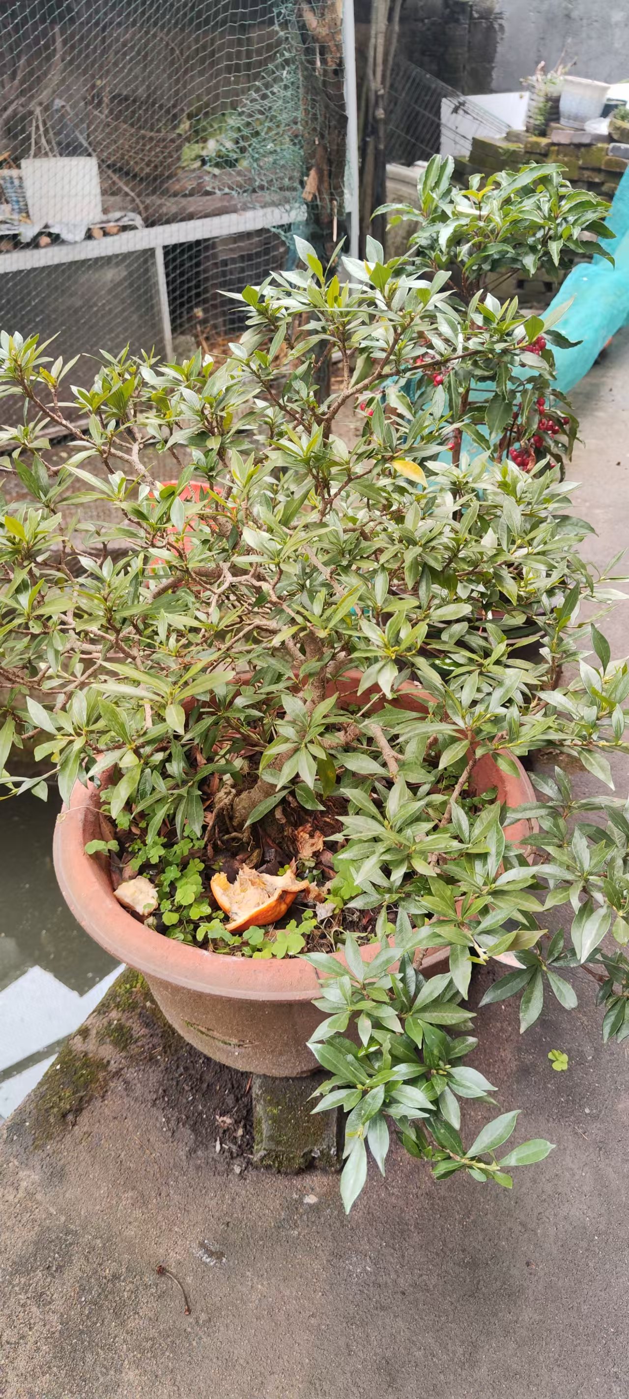 栀子花杜鹃盆景绿植高山海岛马缨花老桩高山杜鹃栀子花盆栽飘枝