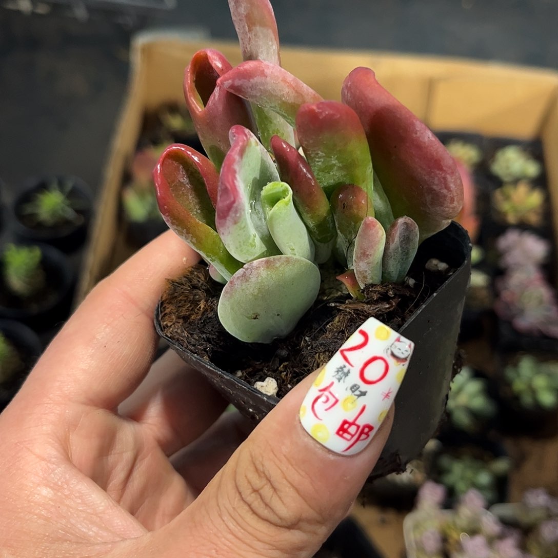 火狐狸单头发货有根发货