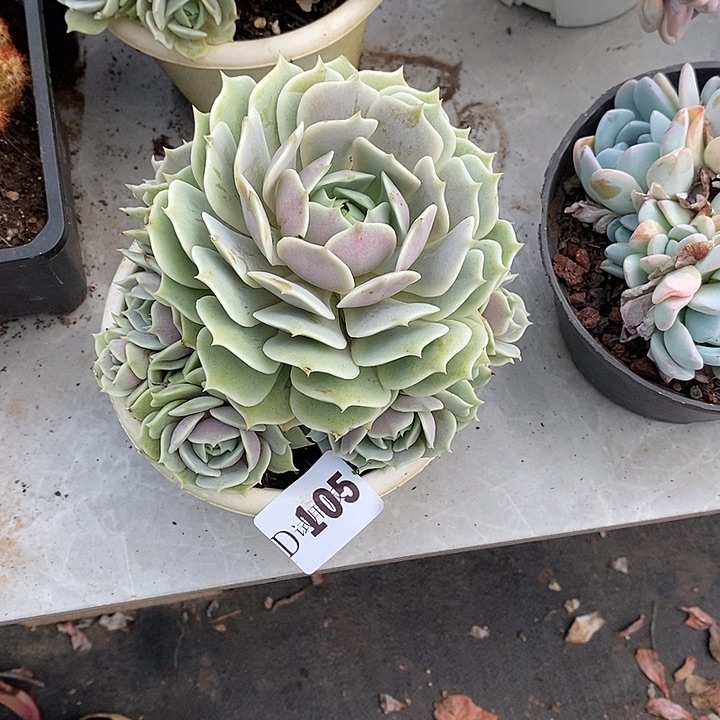 闫***105露娜莲多肉植物