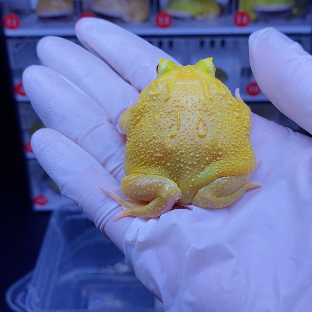 刀***)角蛙角蛙3-10cm闪购专享链接