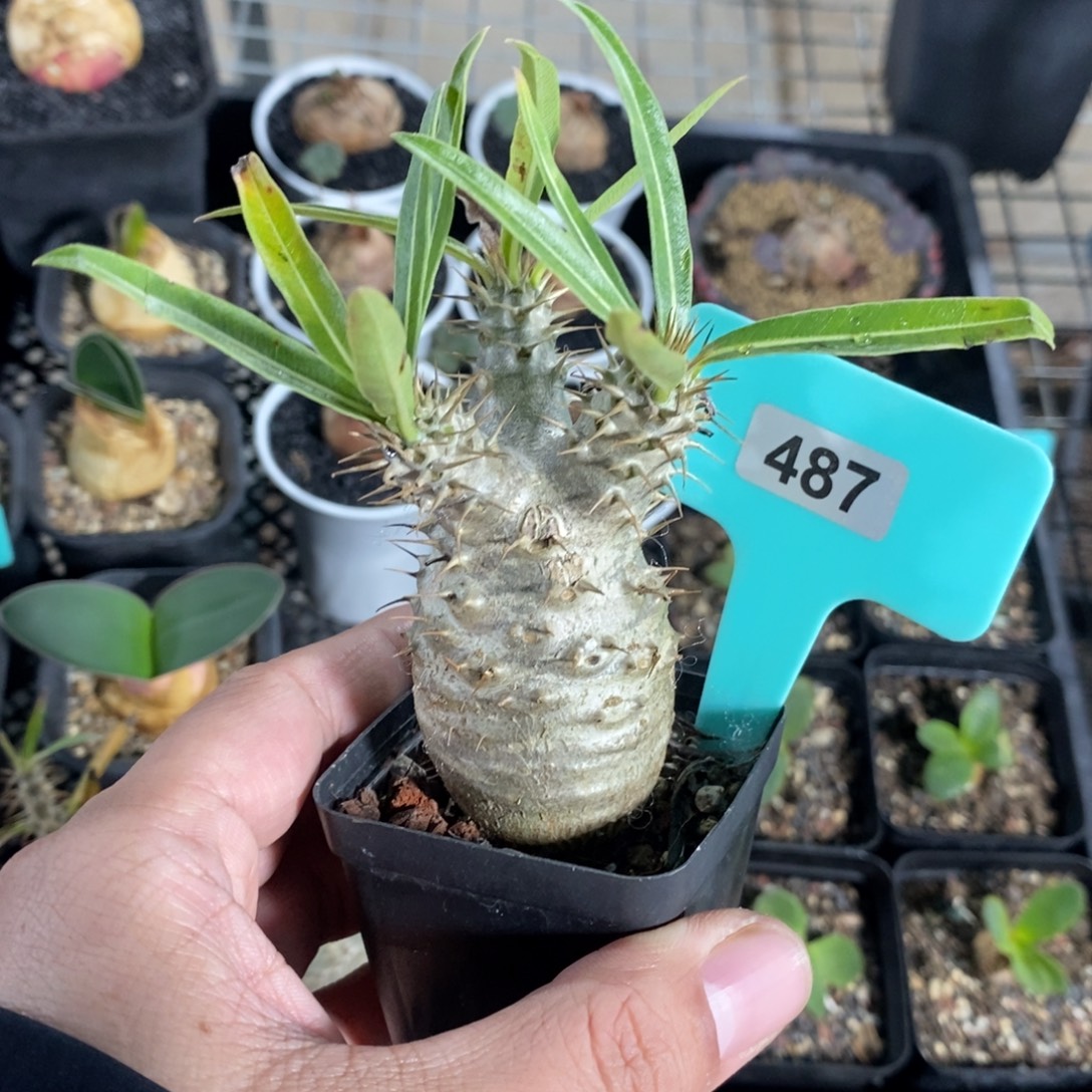 象牙宫多肉植物一个