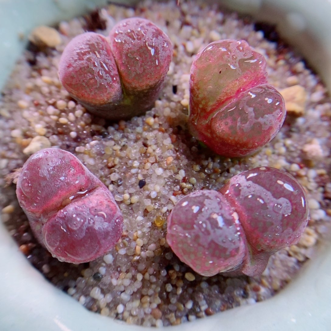 生石花花花花花花花153