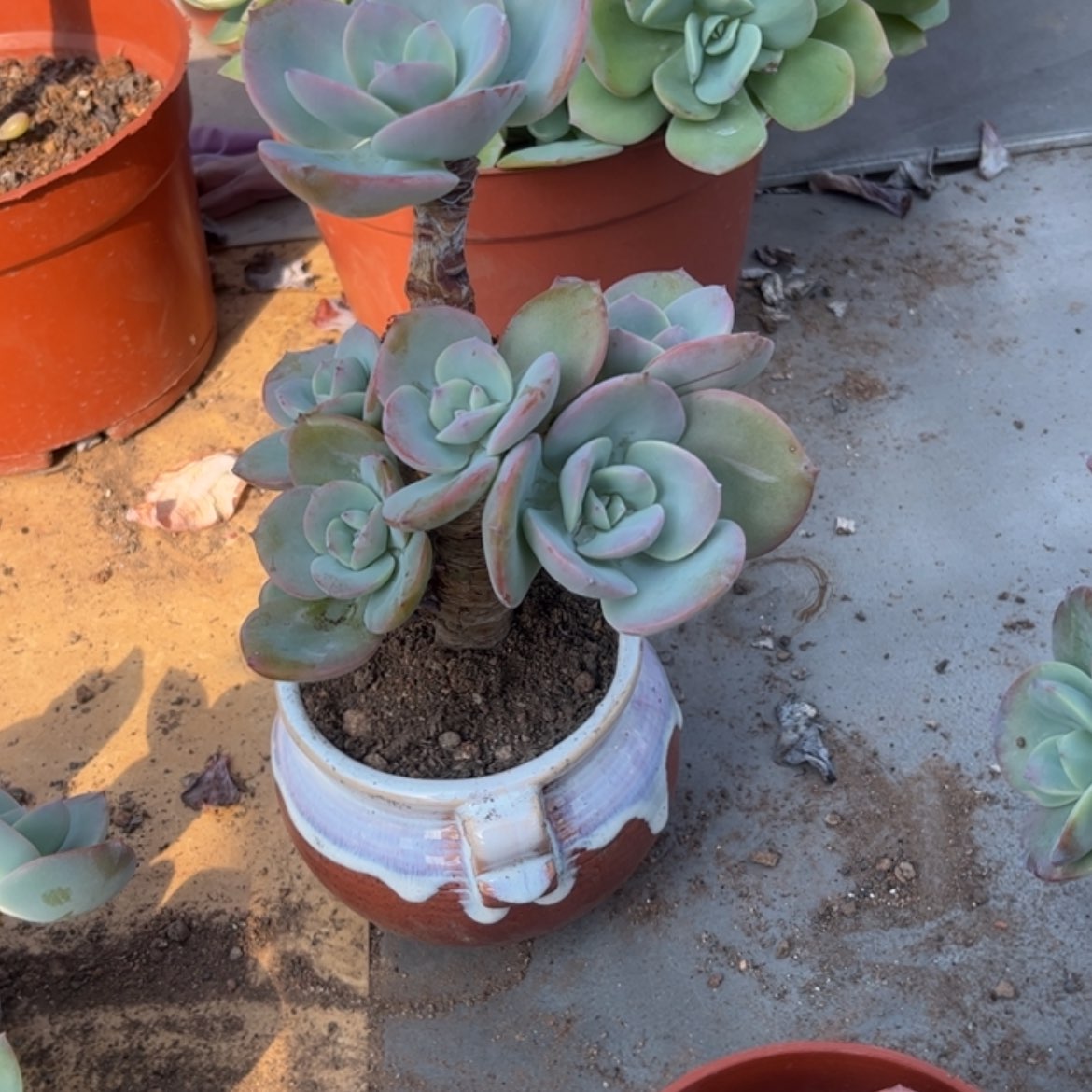 【闪购商品】无花朵不****1