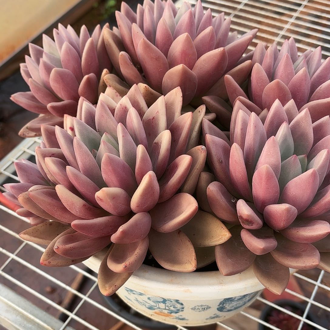 半***心桃花源多肉发货
