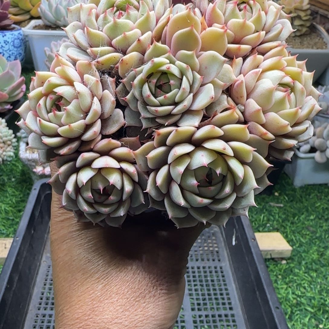 锦安精品多肉植物编号232