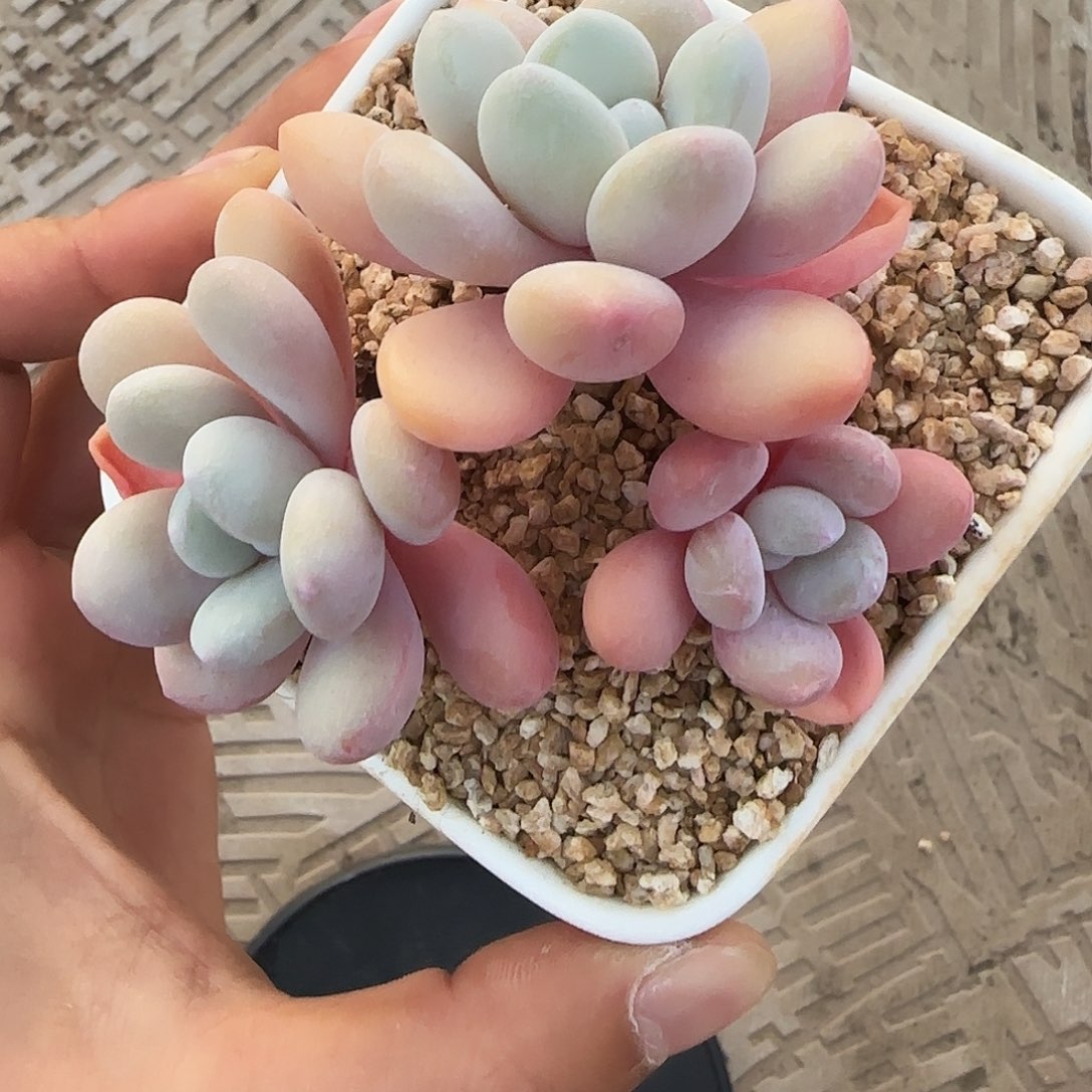 美***兔粉兔不带盆土发货