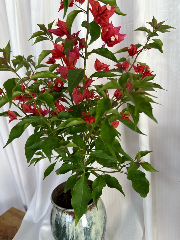 【一物一拍】热火桑巴花同安红大苗盆栽四季开花可用于室内阳台庭院