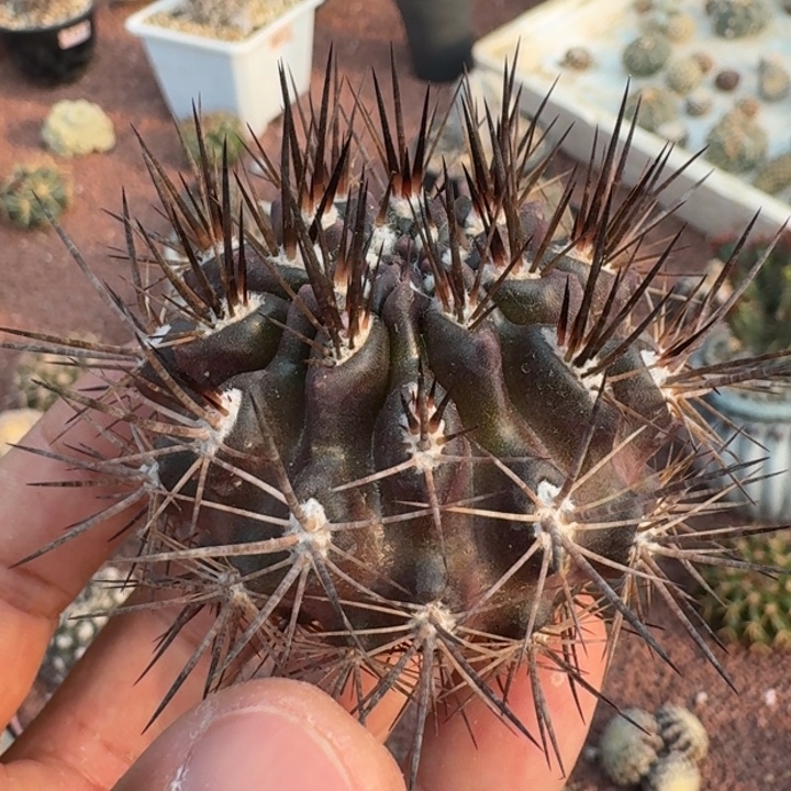 舞昏玉无根66666666