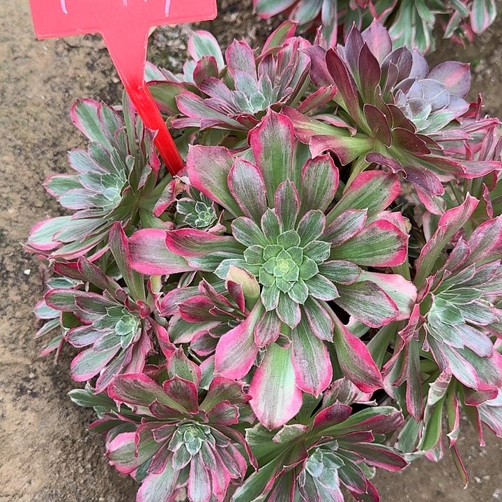 4-119浣纱多肉法师