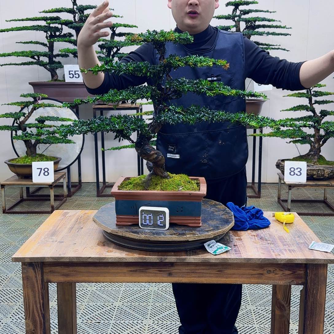 无花朵珍珠红芽罗汉松造型盆景