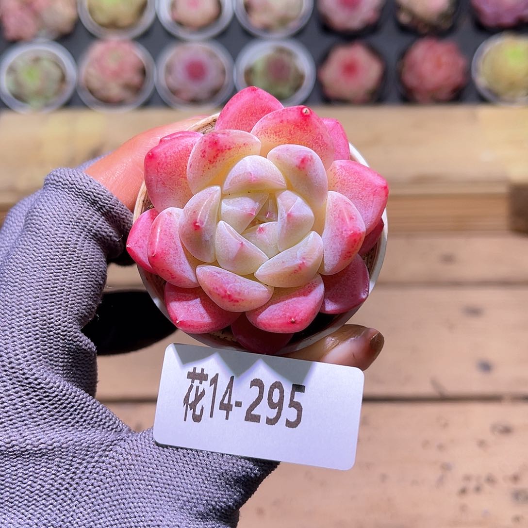 花14-295冰娃娃单头