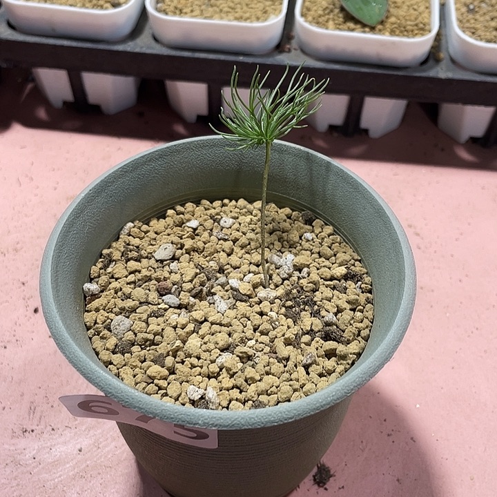 675扫把头雾冰玉块根