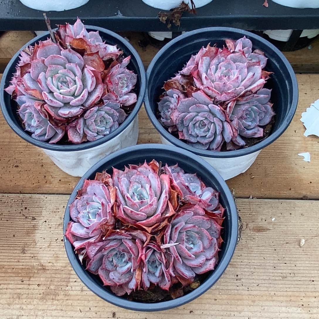 金汇园艺，劳伦斯小群