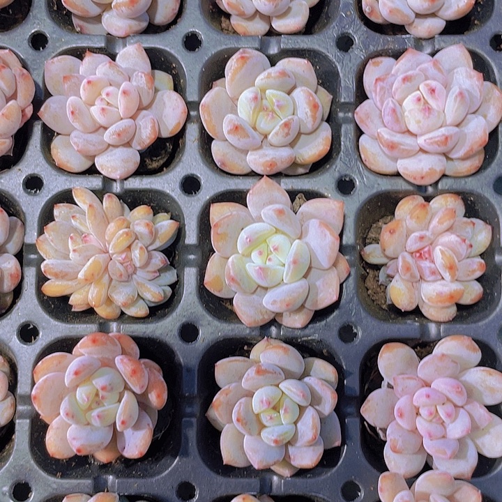 橙梦露【满10颗包邮】