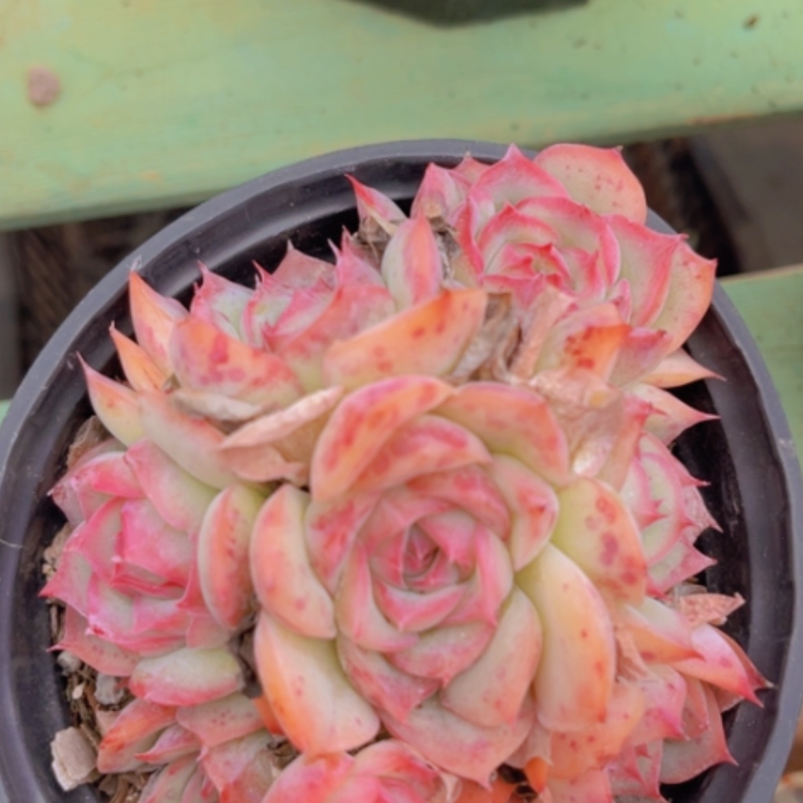 【闪购商品】侧影1633