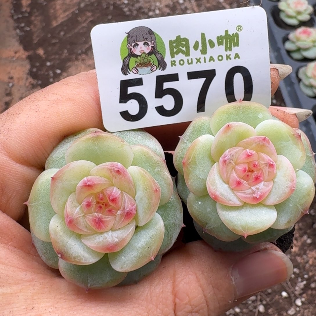 多肉植物多肉植物