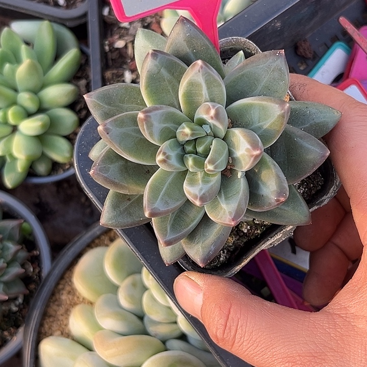 多肉植物娜美优选249