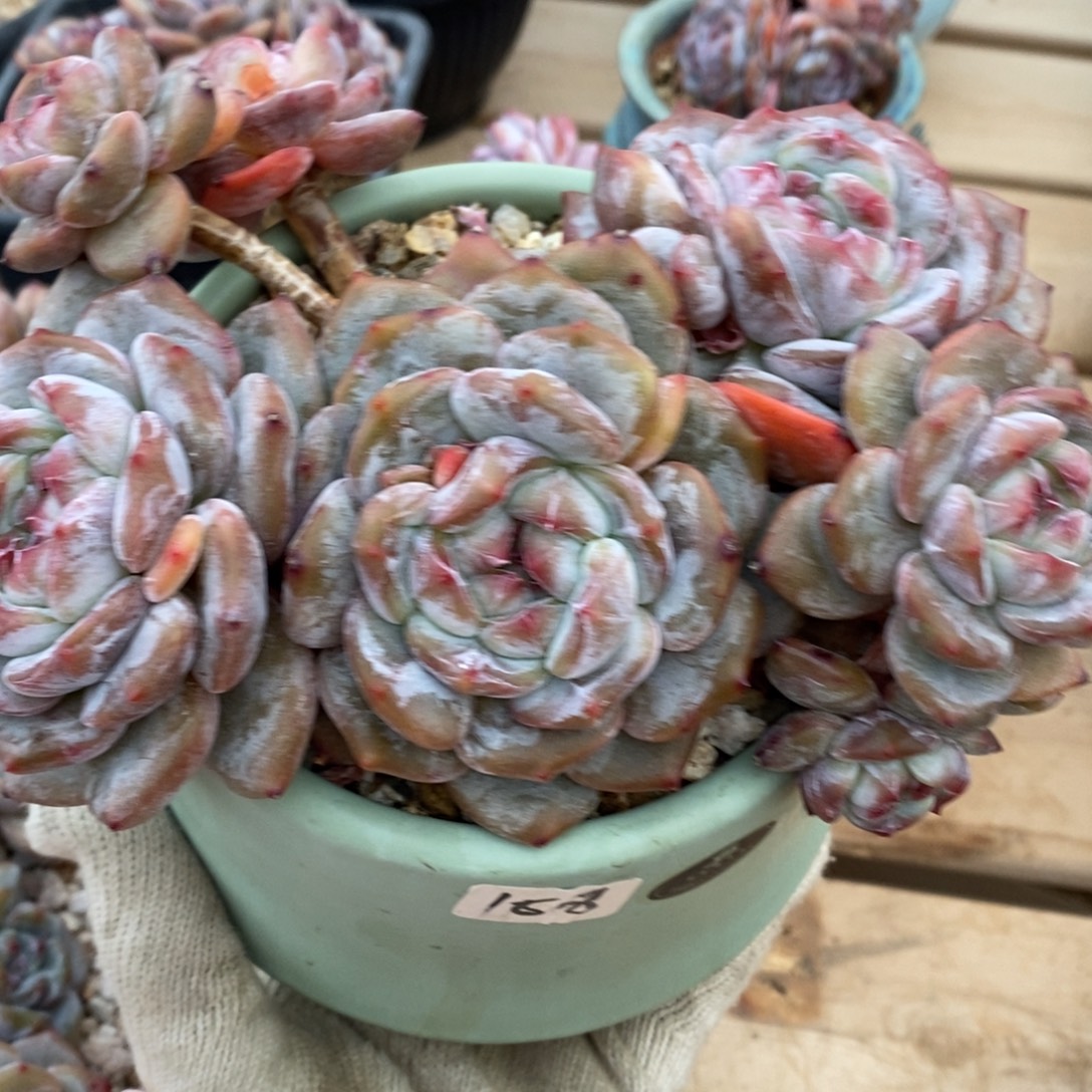 七头绿地紫心飘逸