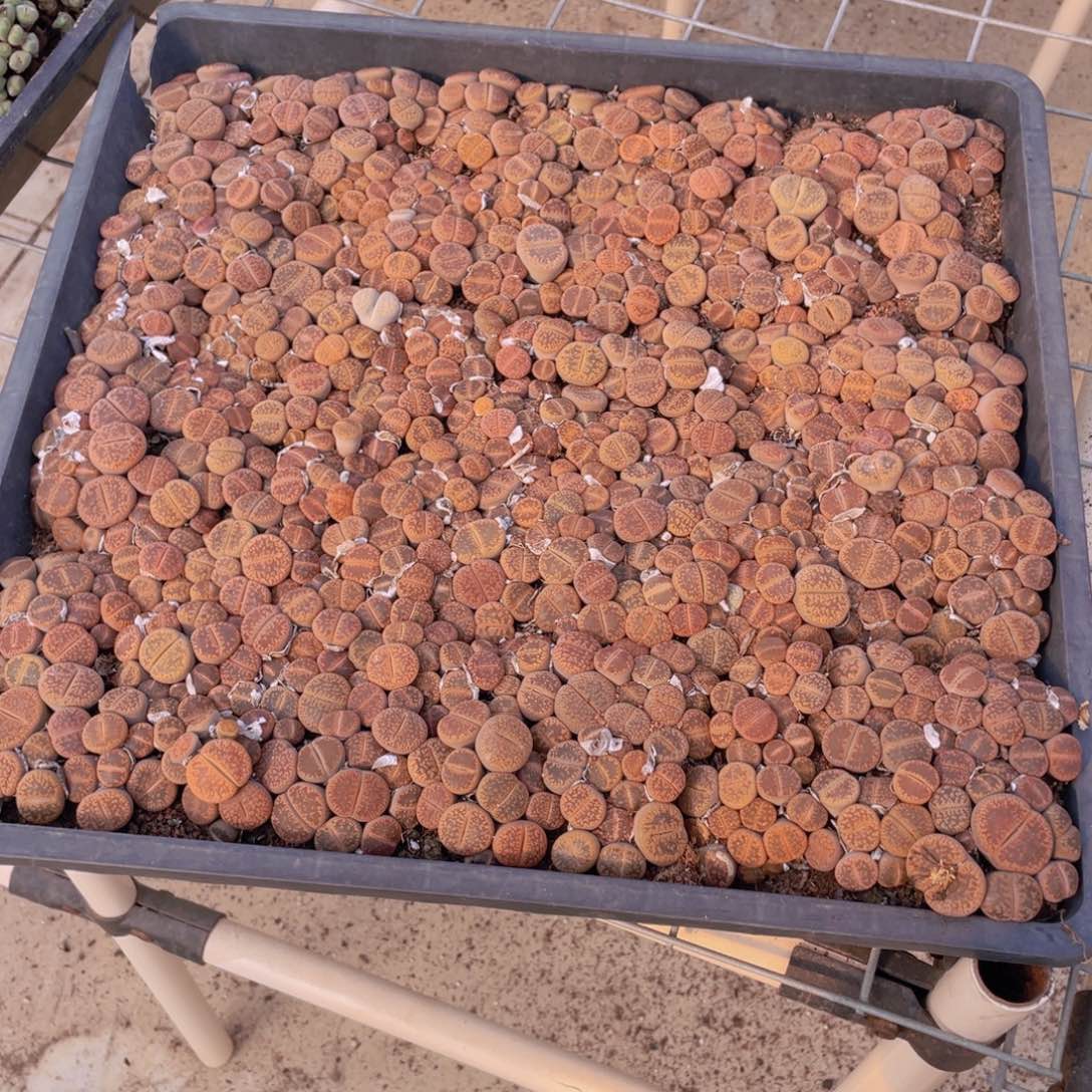 一大筐日轮8888888888