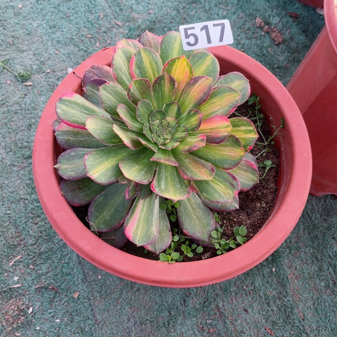 517流星雨韶秀七彩多肉