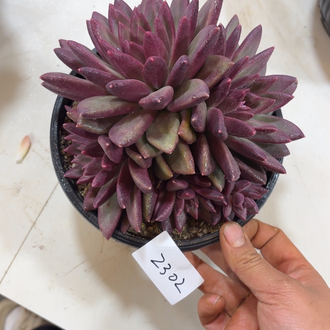 2302迷雾泡泡多肉植物