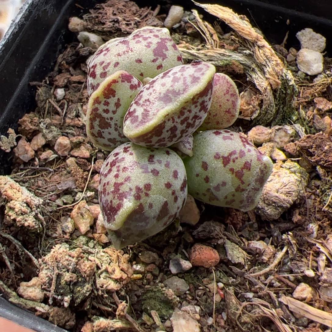 达摩海豹多肉植物水泡