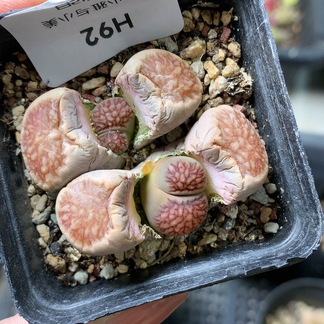 G92多肉植物保护研究所