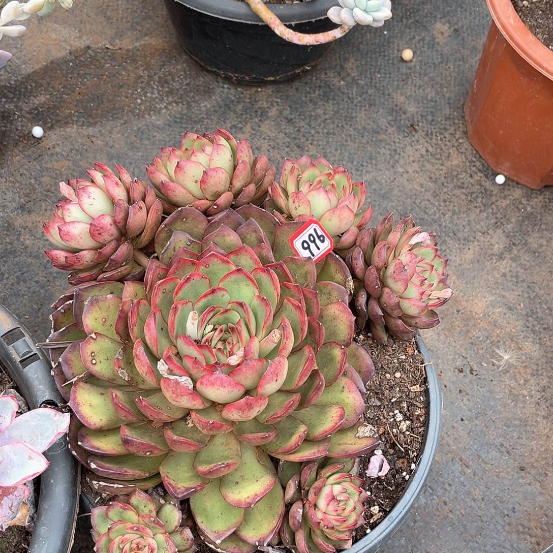 996保利安娜 一物一拍多肉