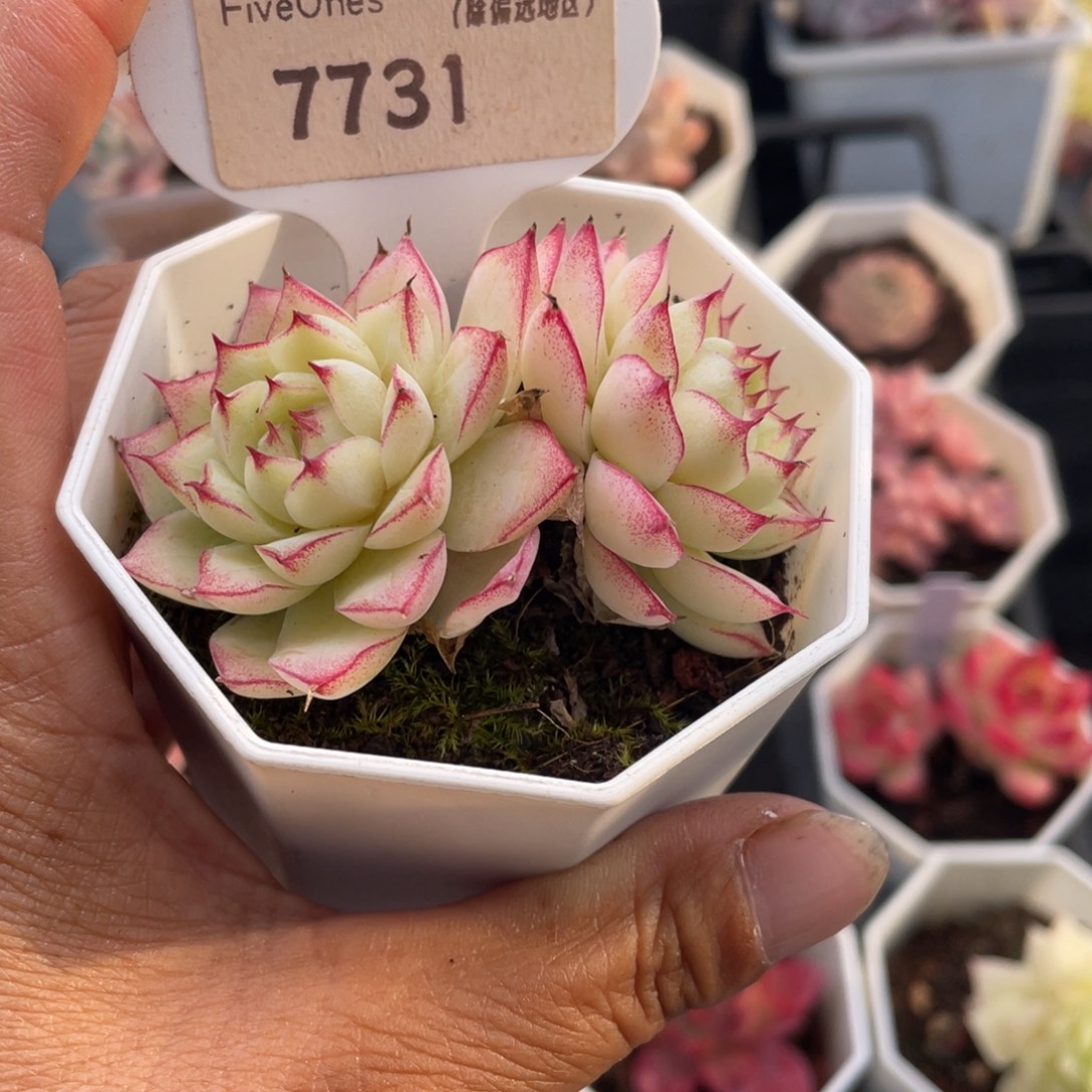 红边女王7731-5.5厘米