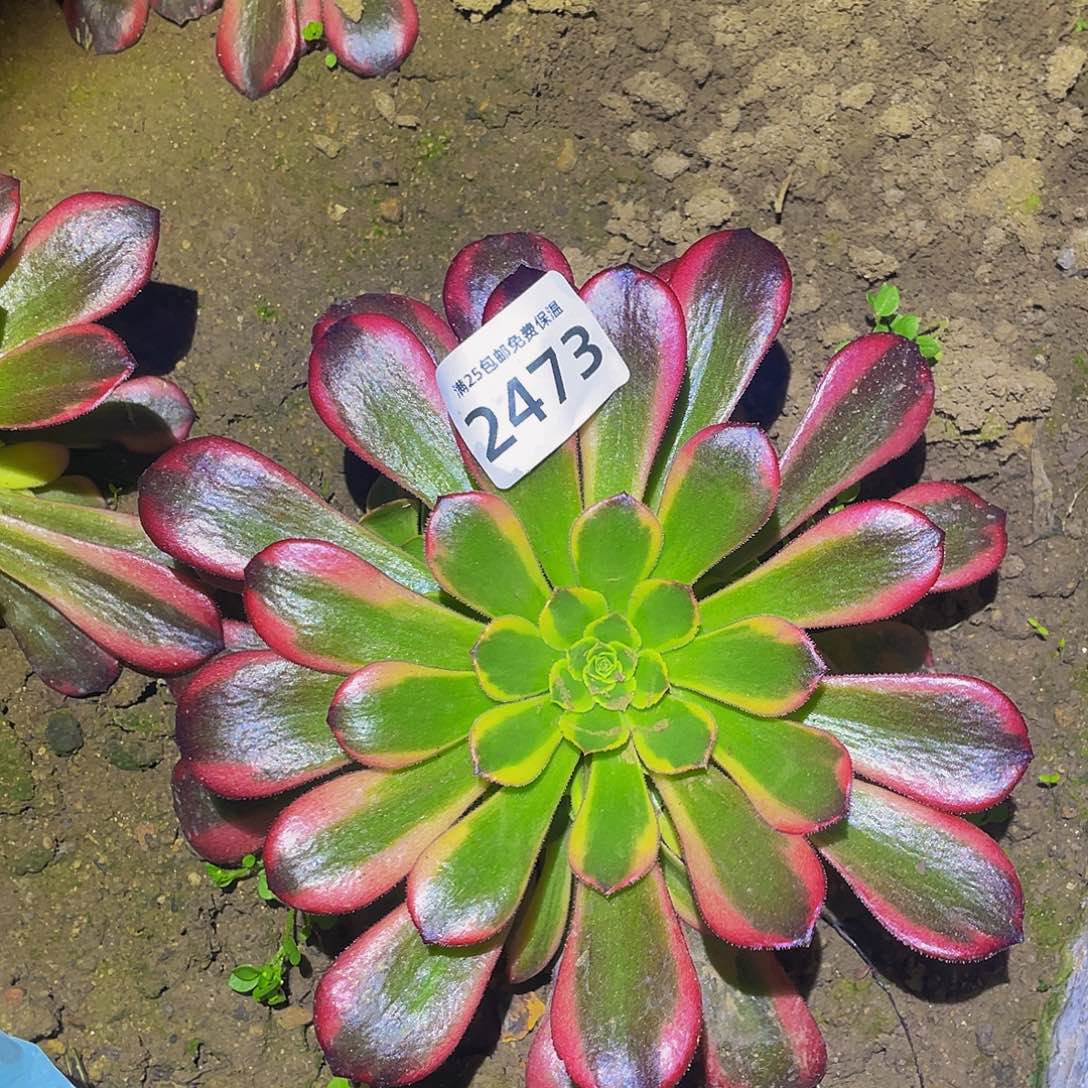 2473水果糖多肉植物