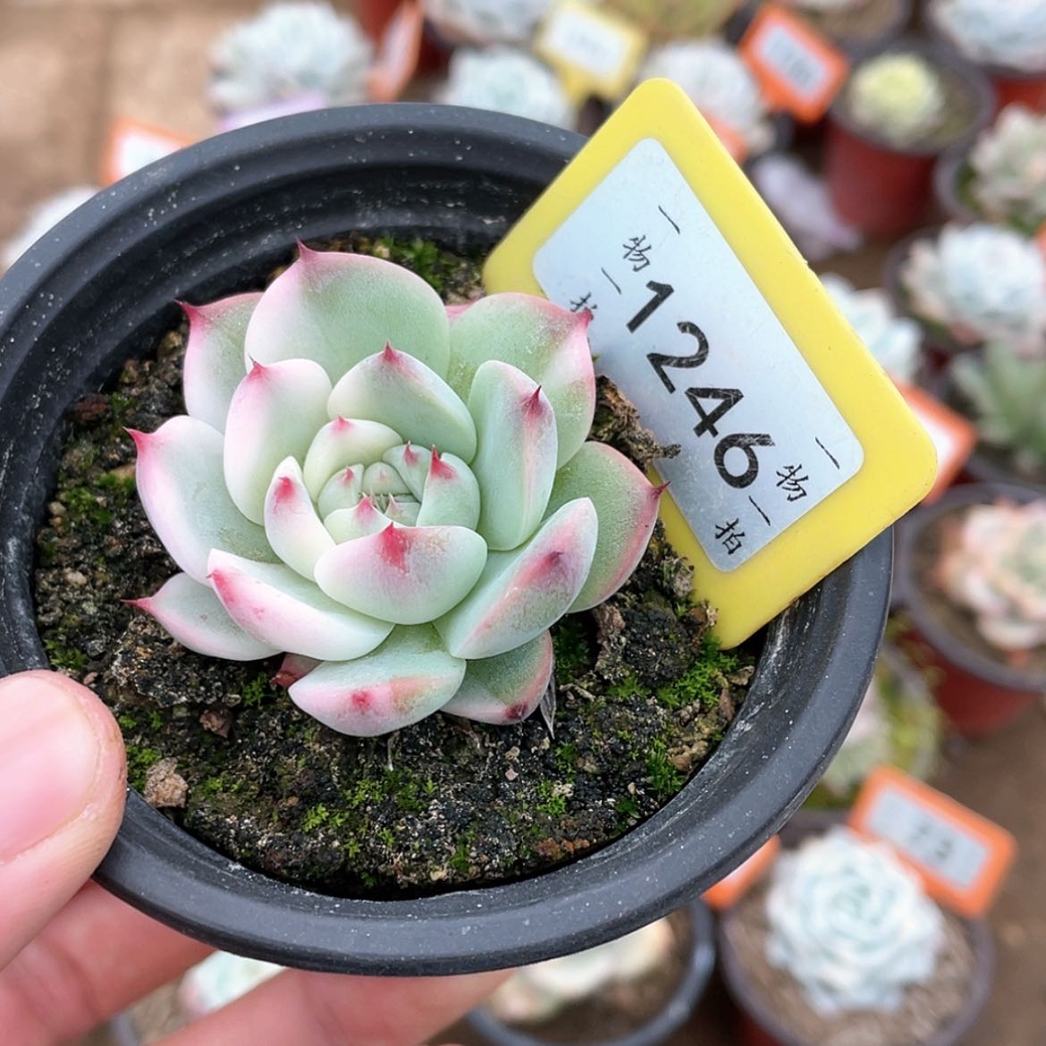 【闪购商品】1246号