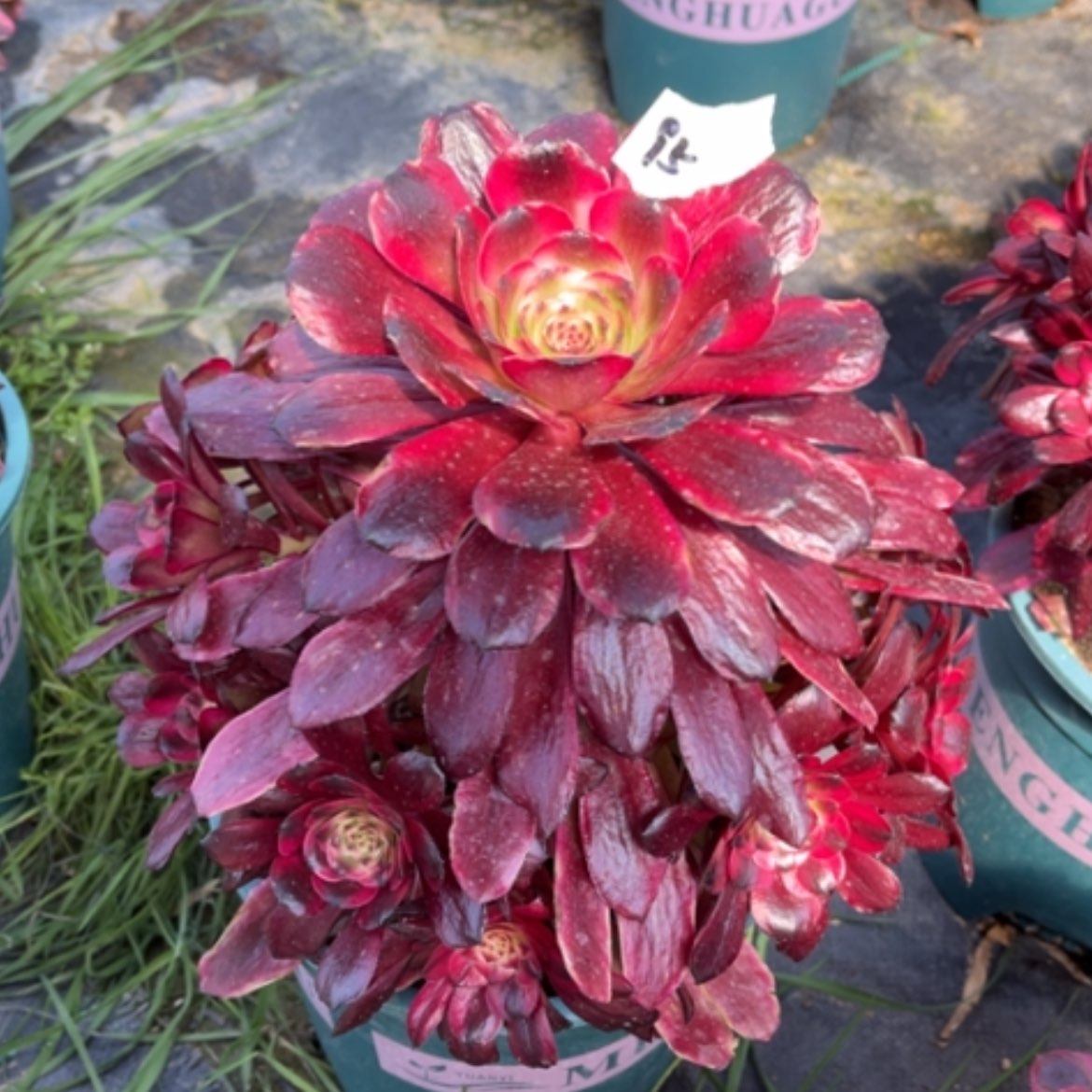 【闪购商品】95美姬多肉法师