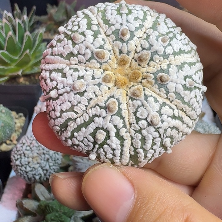 浓白多肉植物多肉植物日系实生