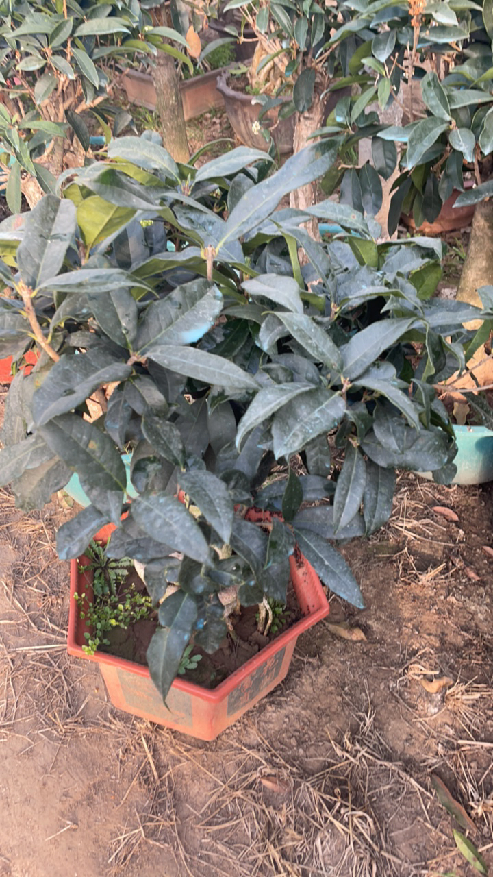 精品嫁接桂花四季桂八月桂